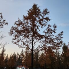 인생이 편해졌어요